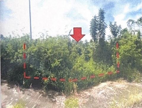 ที่ดินหลุดจำนอง ธ.ธนาคารอาคารสงเคราะห์ เชียงใหม่ จอมทอง แม่สอย