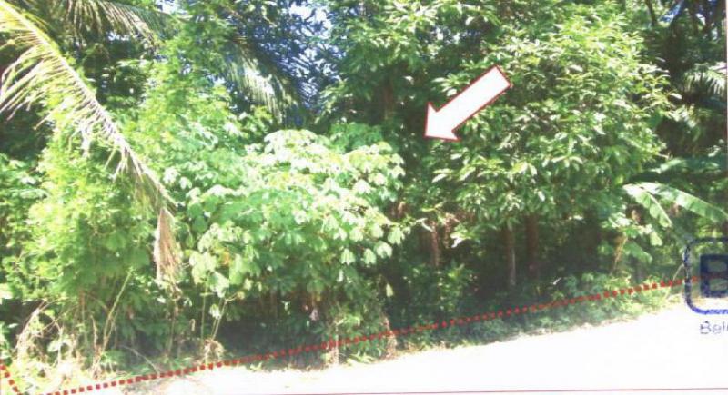 ที่ดินหลุดจำนอง ธ.ธนาคารอาคารสงเคราะห์ นราธิวาส ระแงะ ตันหยงลิมอ