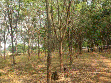 โรงเรือนปศุสัตว์หลุดจำนอง ธ.ธนาคารกรุงเทพ ร้อยเอ็ด โพธิ์ชัย คำพอุง