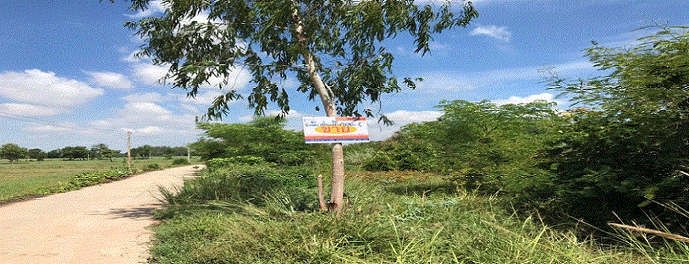 ที่ดินหลุดจำนอง ธ.ธนาคารกรุงเทพ พิจิตร วชิรบารมี หนองหลุม