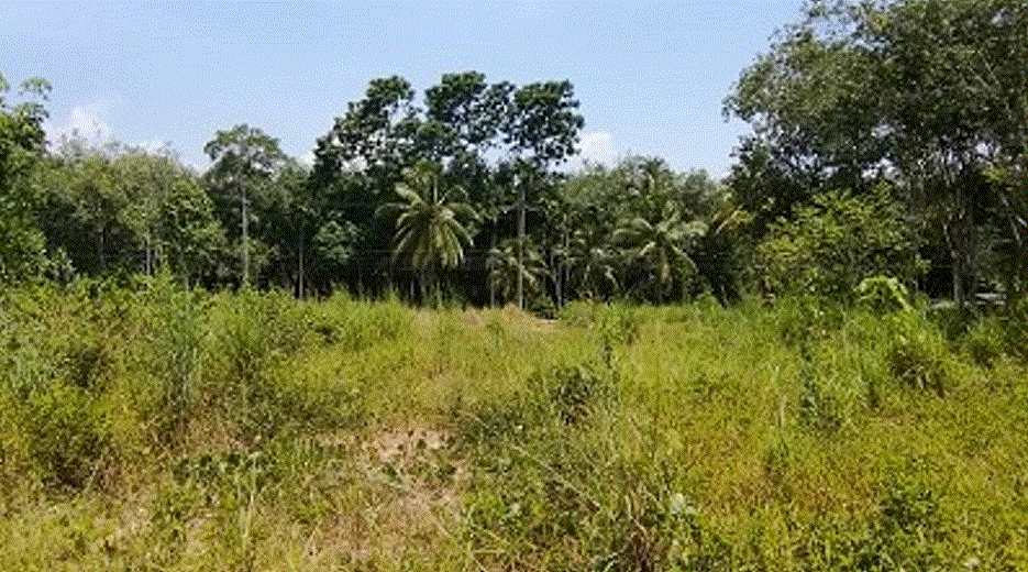 ที่ดินหลุดจำนอง ธ.ธนาคารกรุงเทพ สงขลา เทพา วังใหญ่