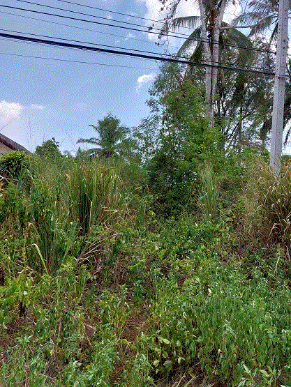 ที่ดินหลุดจำนอง ธ.ธนาคารกรุงเทพ กระบี่ อ่าวลึก อ่าวลึกใต้