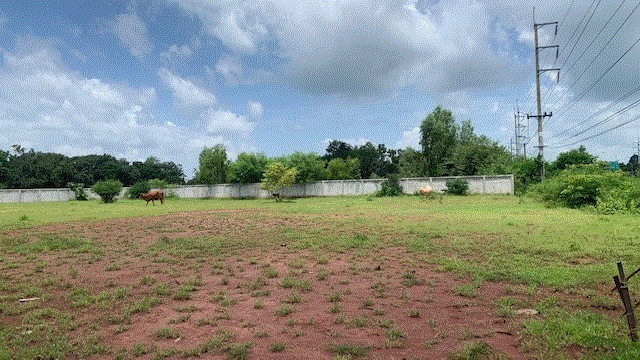 ที่ดินหลุดจำนอง ธ.ธนาคารกรุงเทพ สุรินทร์ เมืองสุรินทร์ แสลงพันธ์