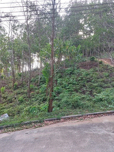 ที่ดินหลุดจำนอง ธ.ธนาคารกรุงเทพ ภูเก็ต กะทู้ กะทู้