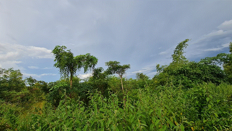 ที่ดินหลุดจำนอง ธ.ธนาคารกรุงเทพ สงขลา หาดใหญ่ ควนลัง
